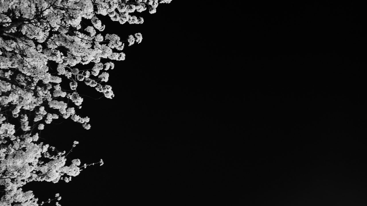 春の夜桜