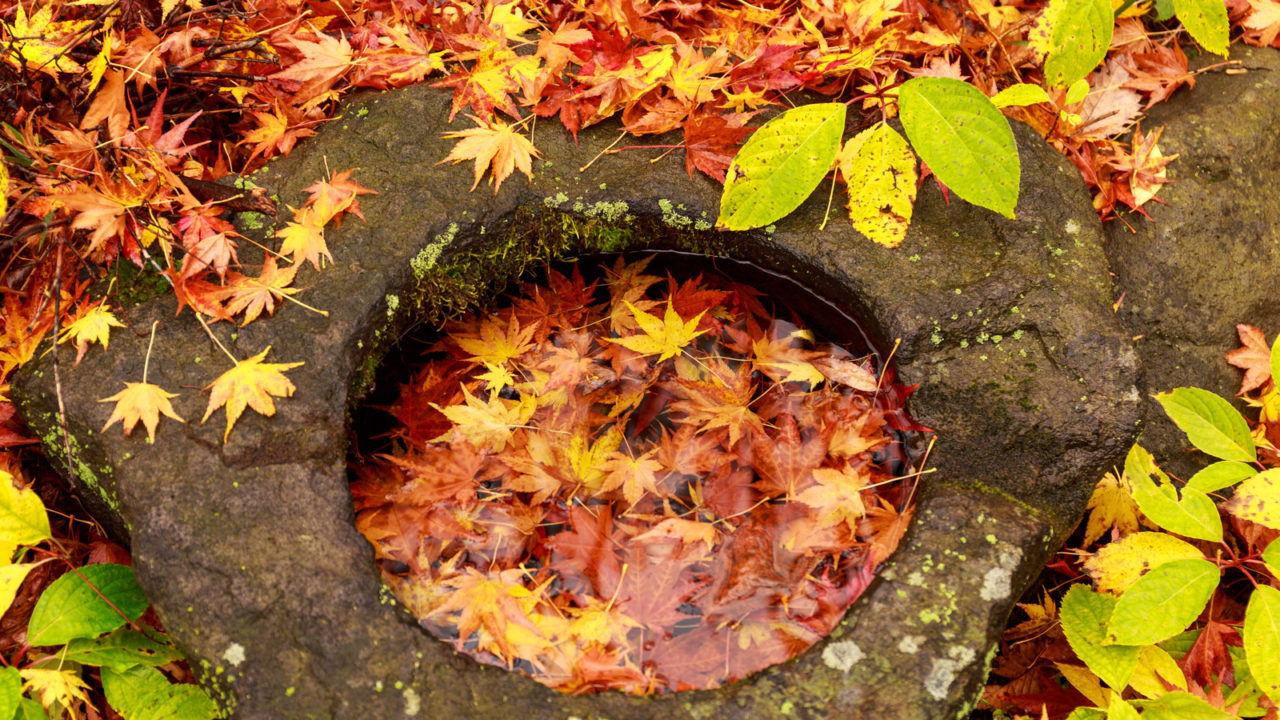 秋の紅葉の葉っぱ